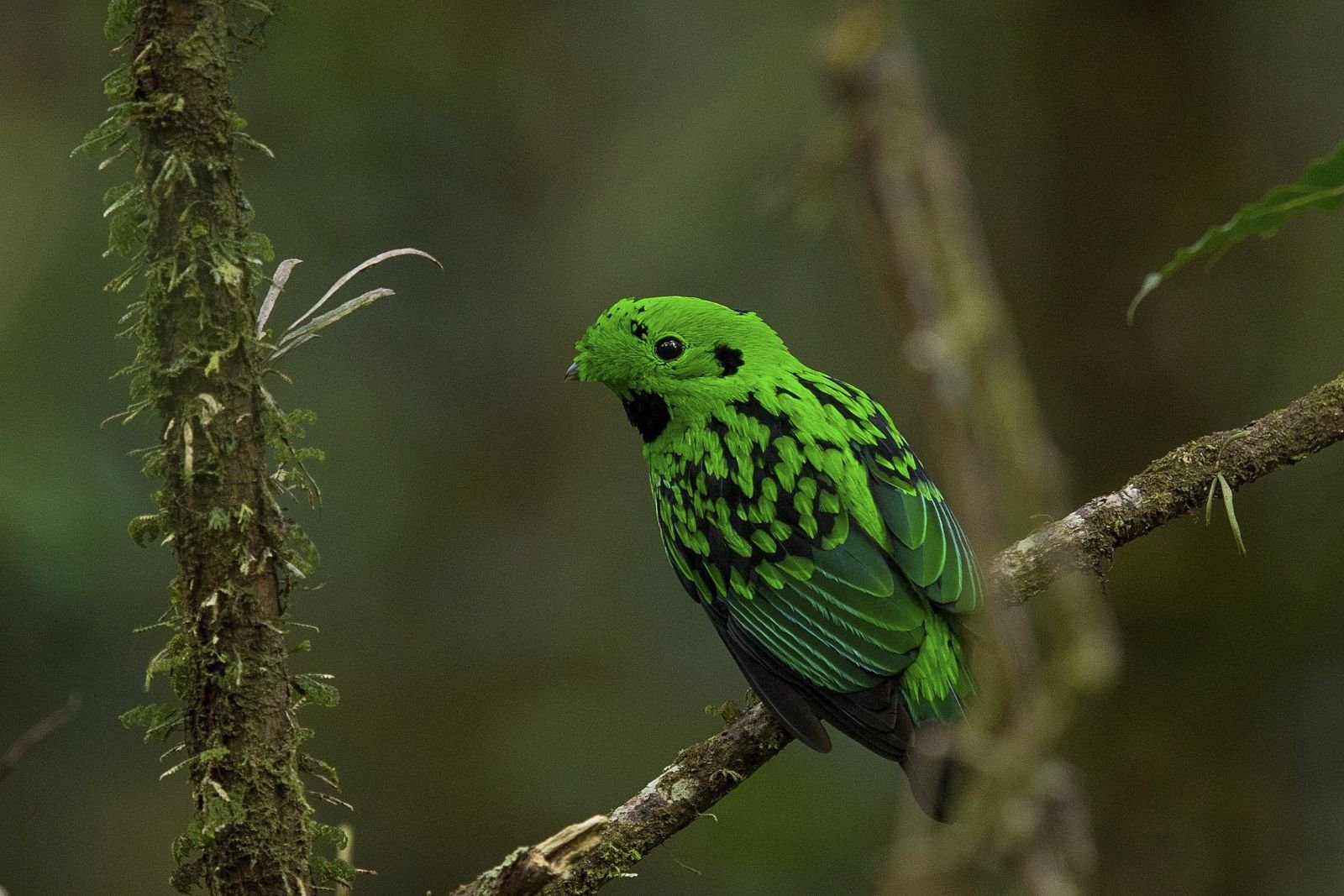 Eurylaime de Whitehead