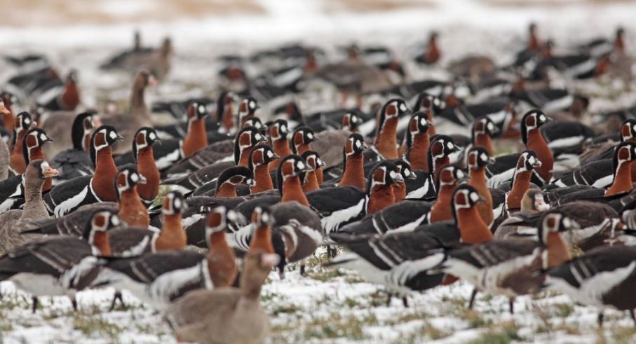 © Daniel Mitev - Roumanie & Bulgarie : les oiseaux hivernants de la Mer Noire Bernaches à cou roux