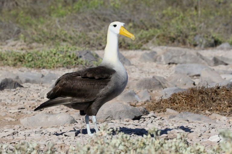 Équateur - Croisière ornithologique, photographique et naturaliste aux Galapagos