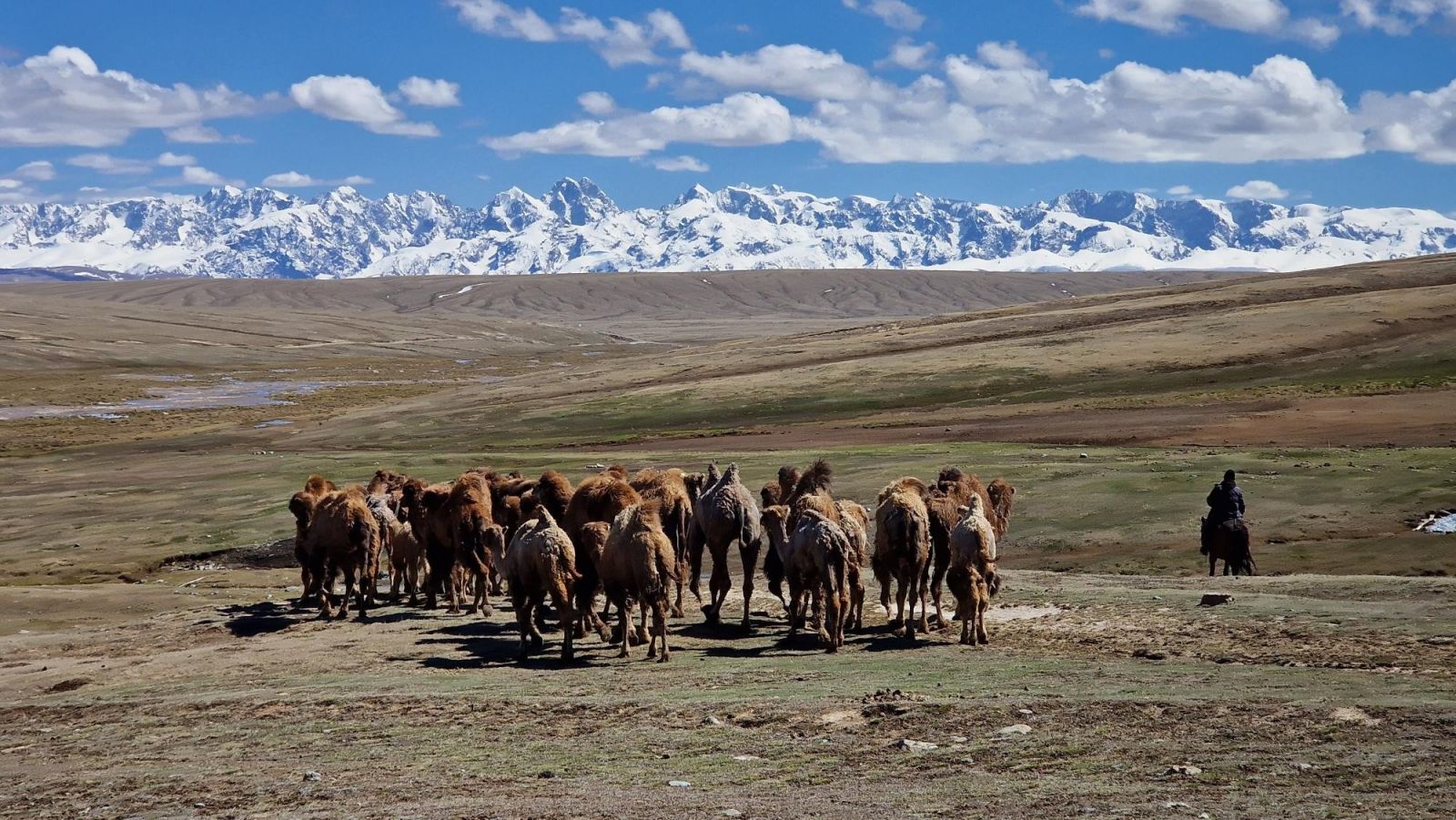 © Matthieu LIBEER - Transhumance avec Damir,  le chamelier kirghiz La transhumance  avec Damir et ses  chameaux de Bactriane