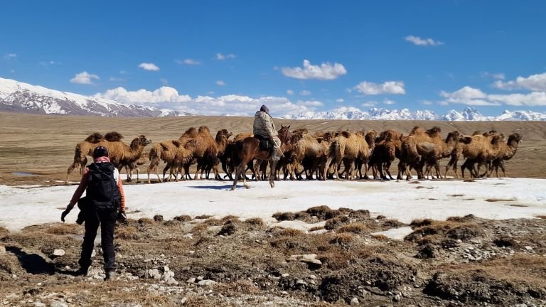 Kirghizistan - Transhumance avec Damir,  le chamelier kirghiz