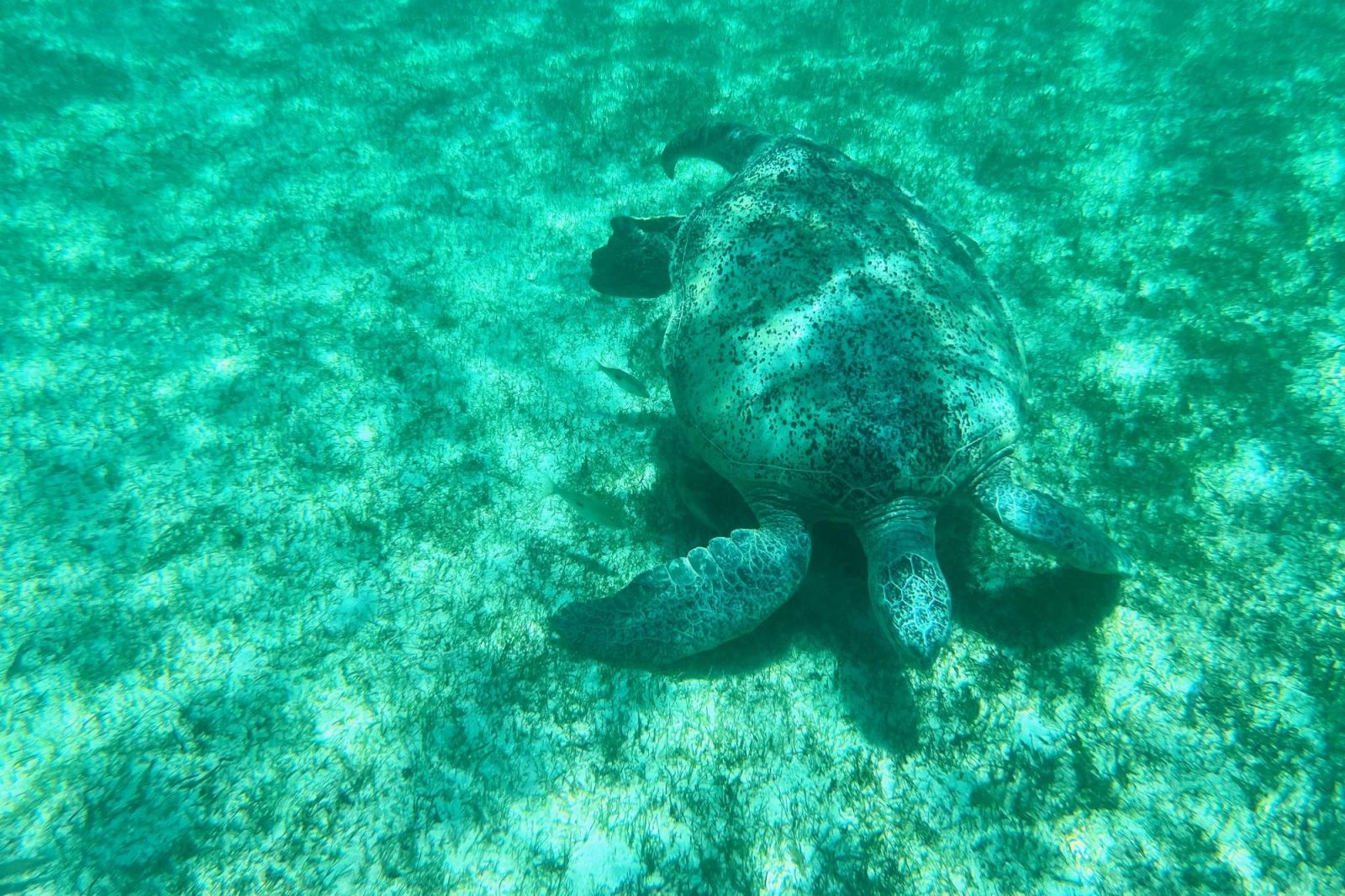tortue verte nord de Madagascar