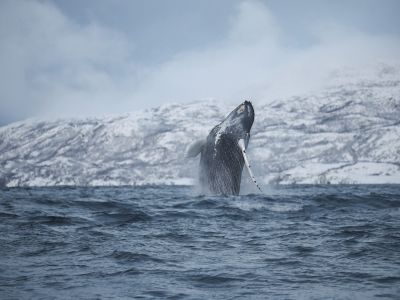 Finlande - Norvège - Laponie - Entre fjords et taïga à la rencontre des orques et mammifères marins de Laponie
