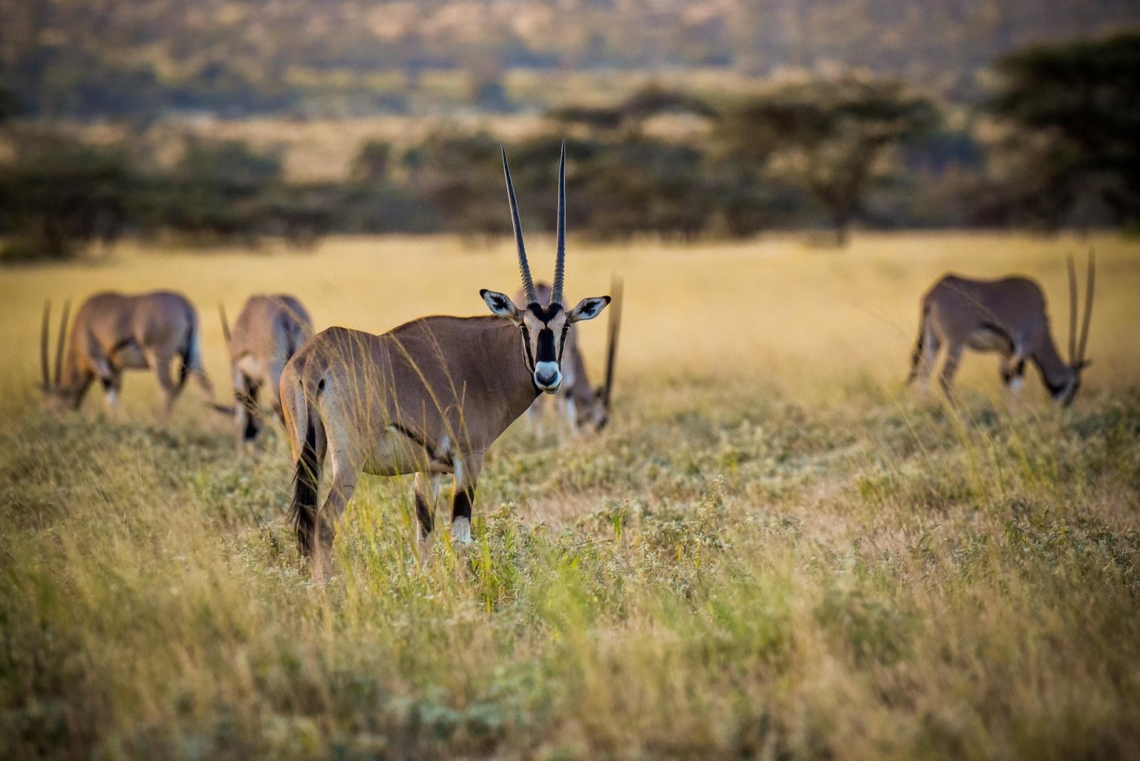 © Sylvain Lefebvre - Safari en lodge dans les parcs du Nord Oryx safari Kenya