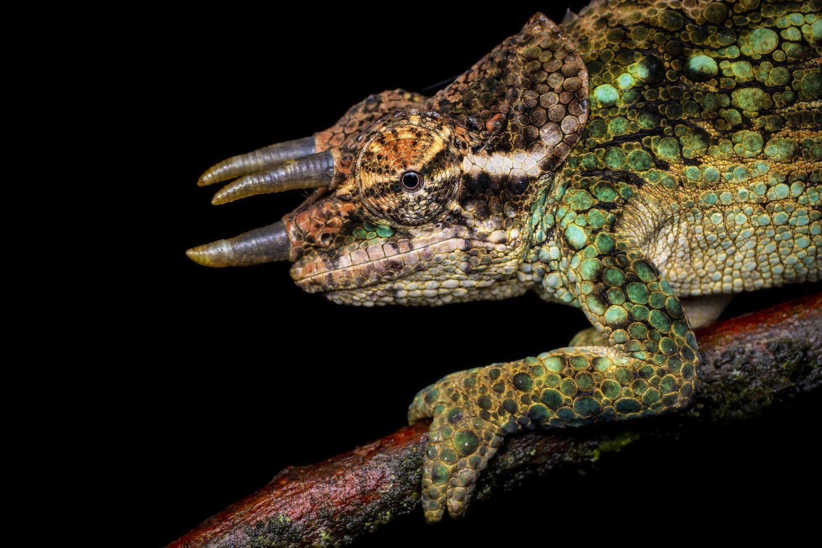 Caméléons, serpents et grands mammifères