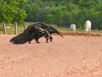 Colombie - Ours, Tamanoir et Harpie - Spécial photo animalière