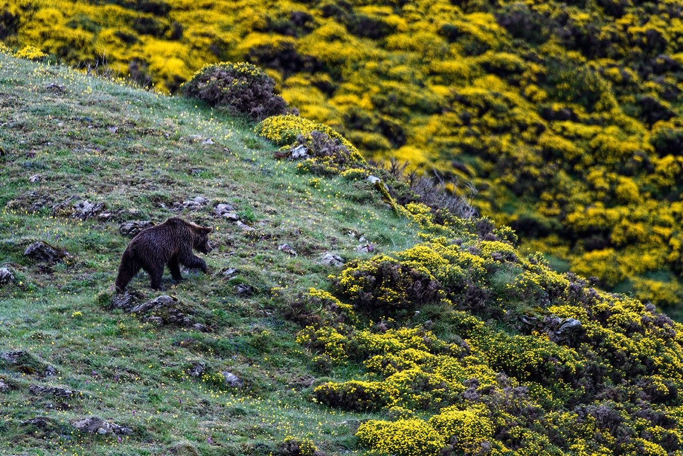 Photographier l'Ours dans les Asturies