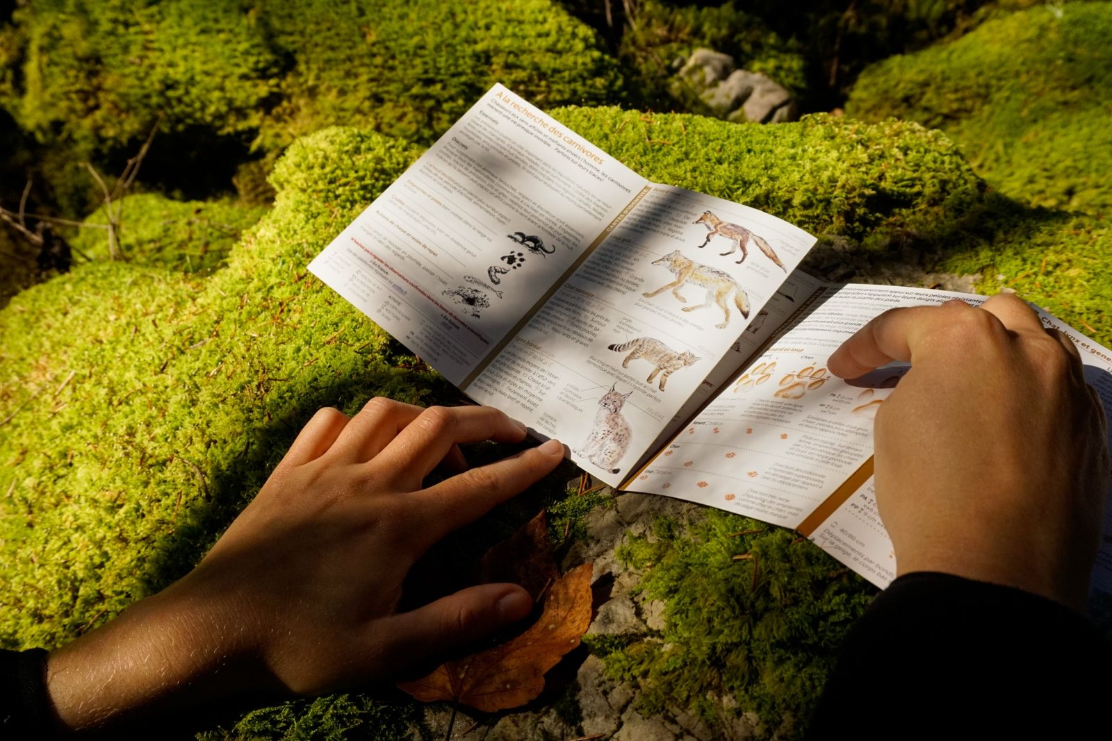 Pistage au pays du lynx au cœur des forêts jurassiennes