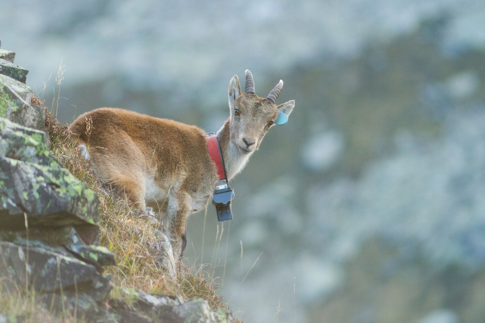 Mâle 2 ans - Parc naturel régional des Pyrénées Ariégeoises