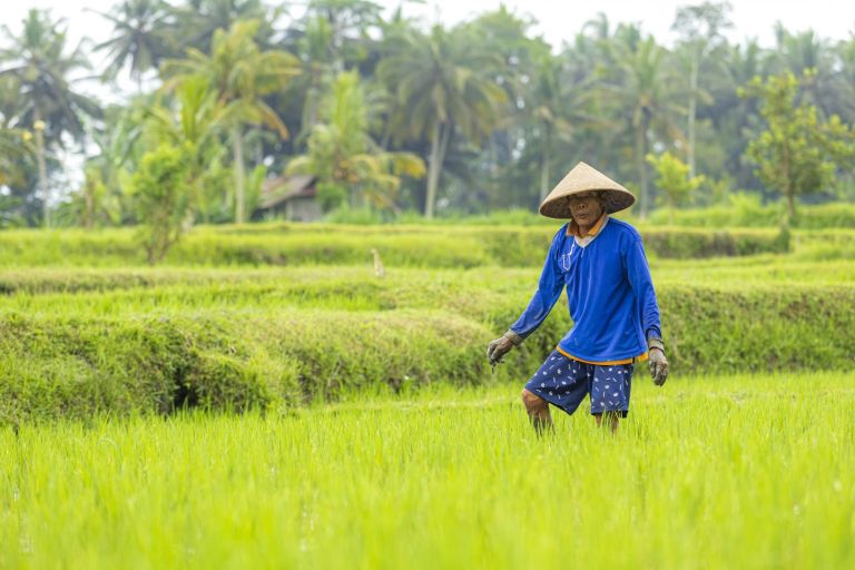 Indonésie - Immersion balinaise