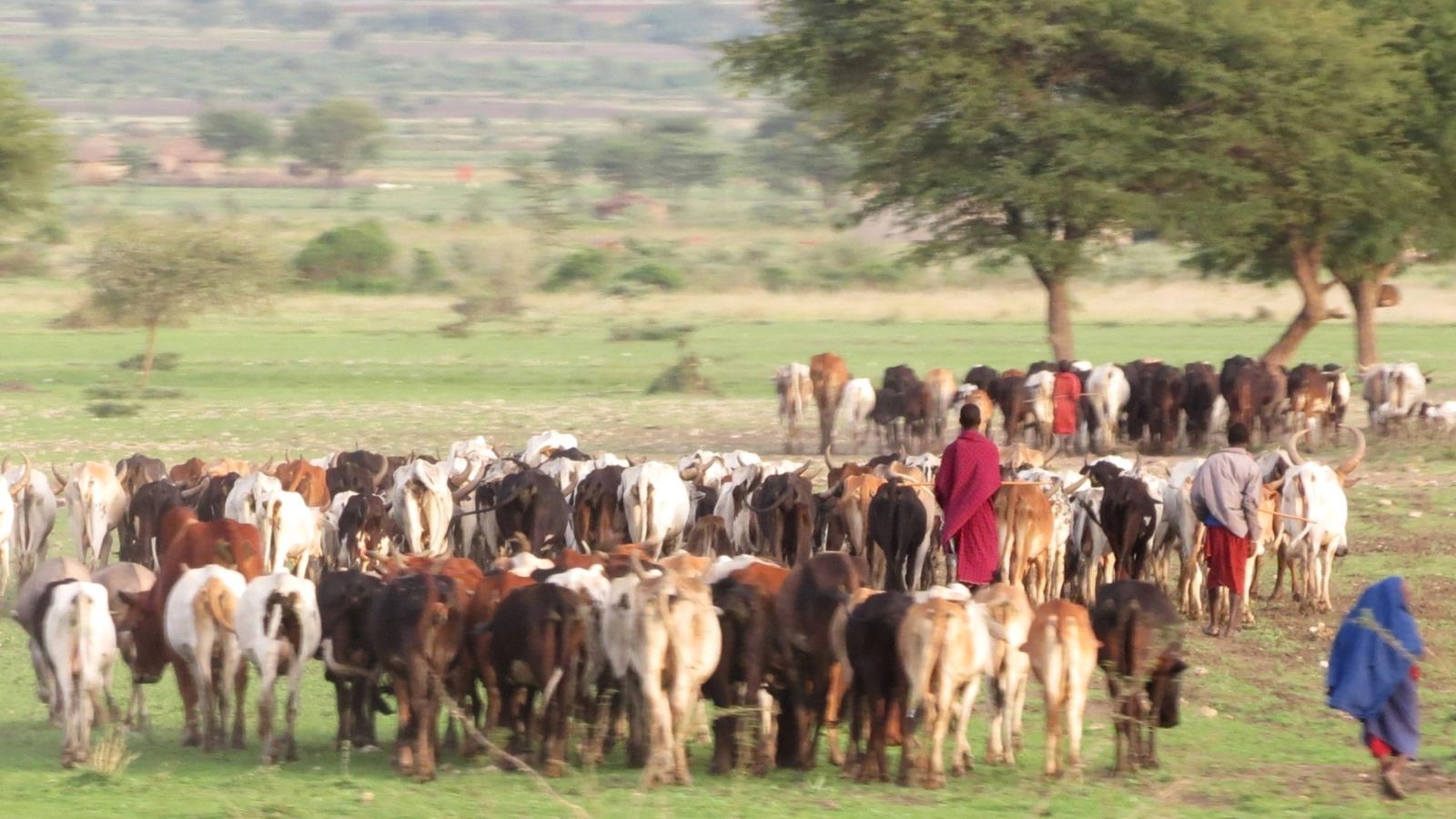 A vélo électrique en terre Maasaï et safaris au cœur des parcs du Nord