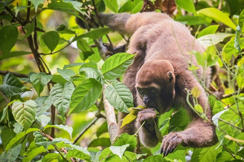 Singe laineux de Colombie