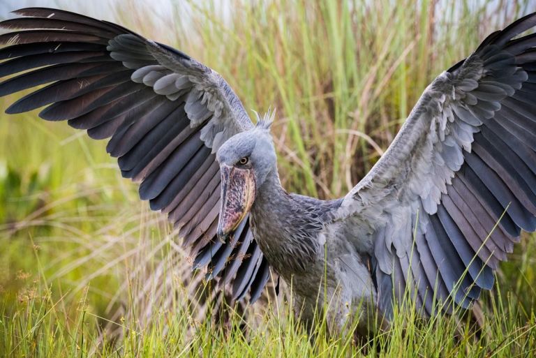 Ouganda - Bivouac en terres sauvages, l'échappée belle Ougandaise 
