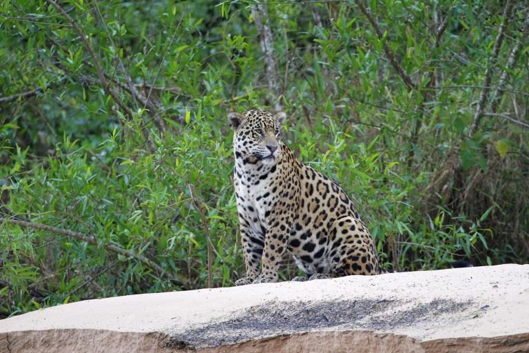 Brésil - Voyage nature au Pantanal : spécial faune