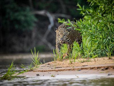 Brésil - Voyage nature au Pantanal : spécial faune