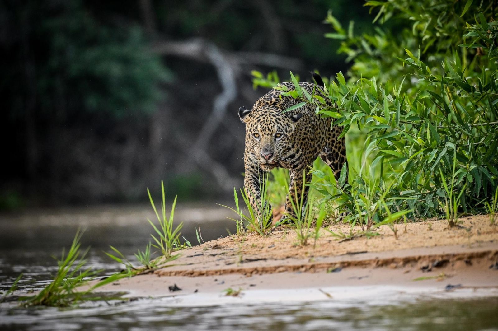 Voyage nature au Pantanal : spécial faune