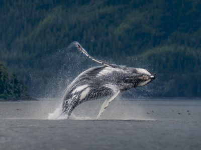 Canada - Ile de Vancouver : Ours, baleines et orques de la côte pacifique Canadienne
