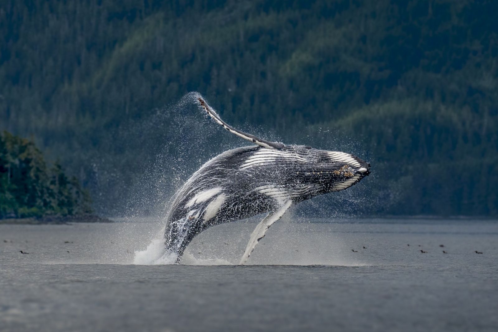 Ile de Vancouver : Ours, baleines et orques de la côte pacifique Canadienne
