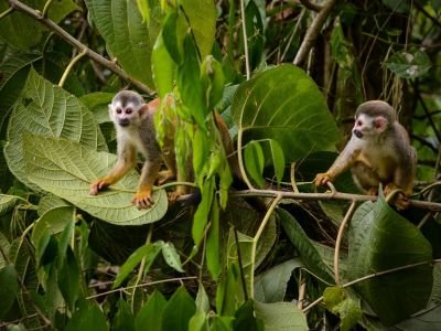 Costa Rica - Des Caraïbes au Pacifique, la grande traversée