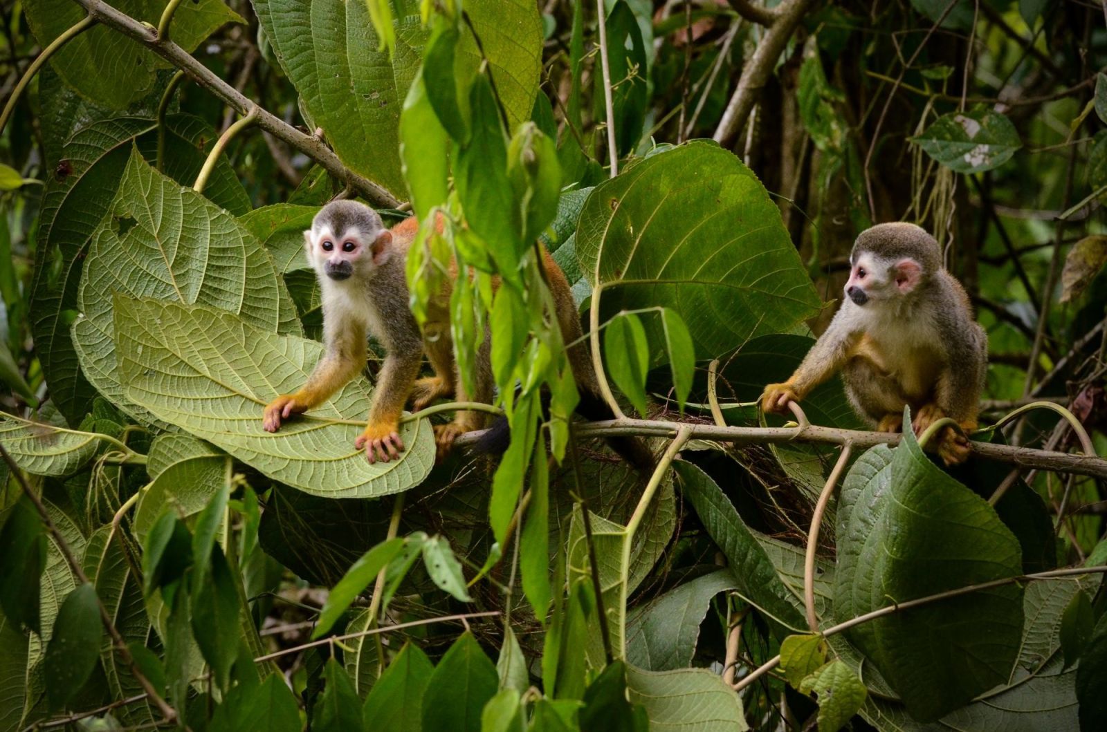 Voyage Nature et découverte au Costa Rica