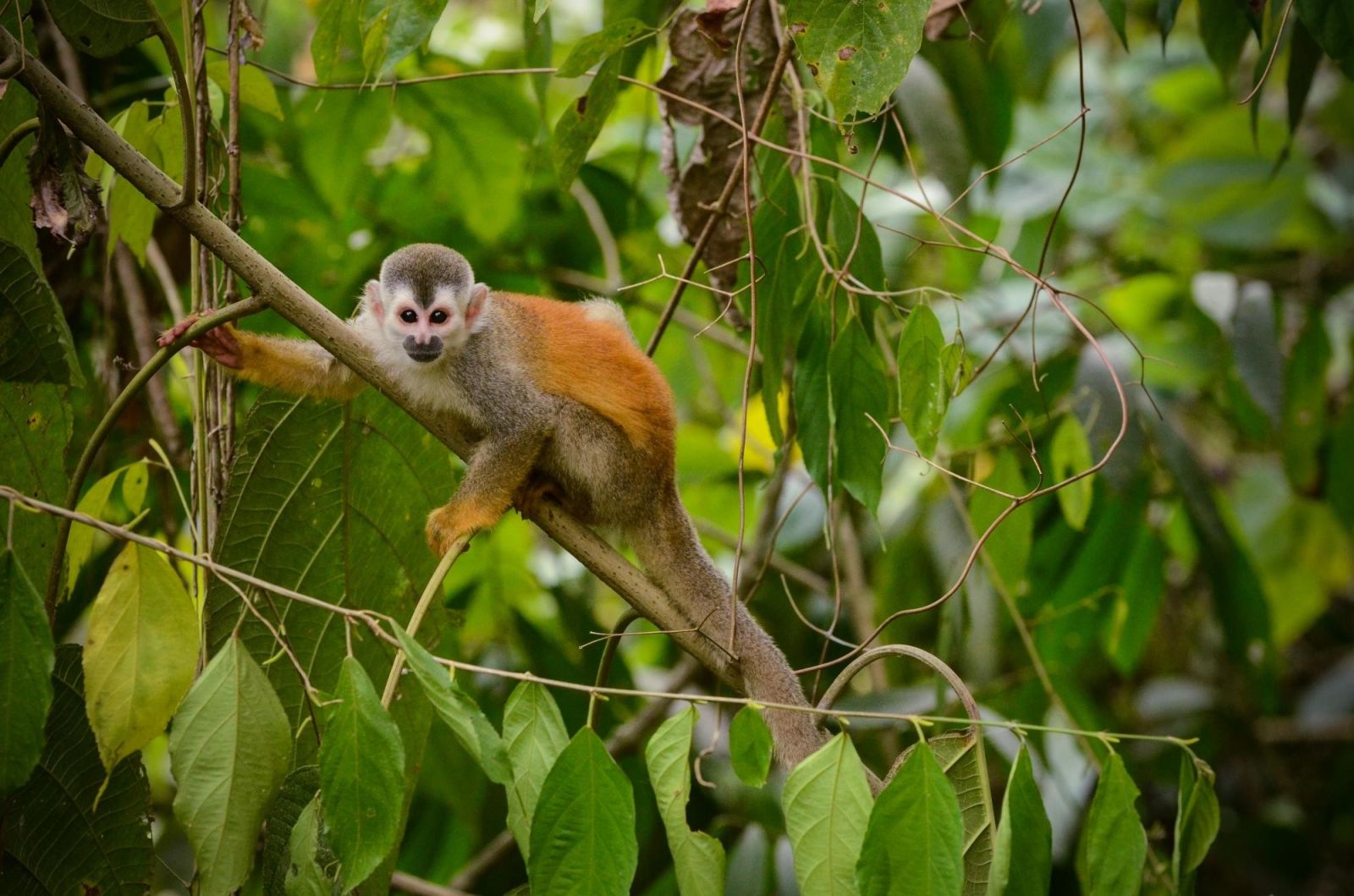 Voyage Nature et découverte au Costa Rica