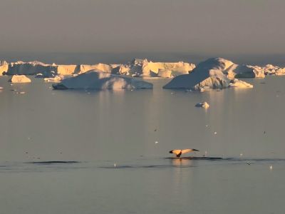 Groenland - Icebergs & Lumières arctiques : Voyage photo en baie de Disko
