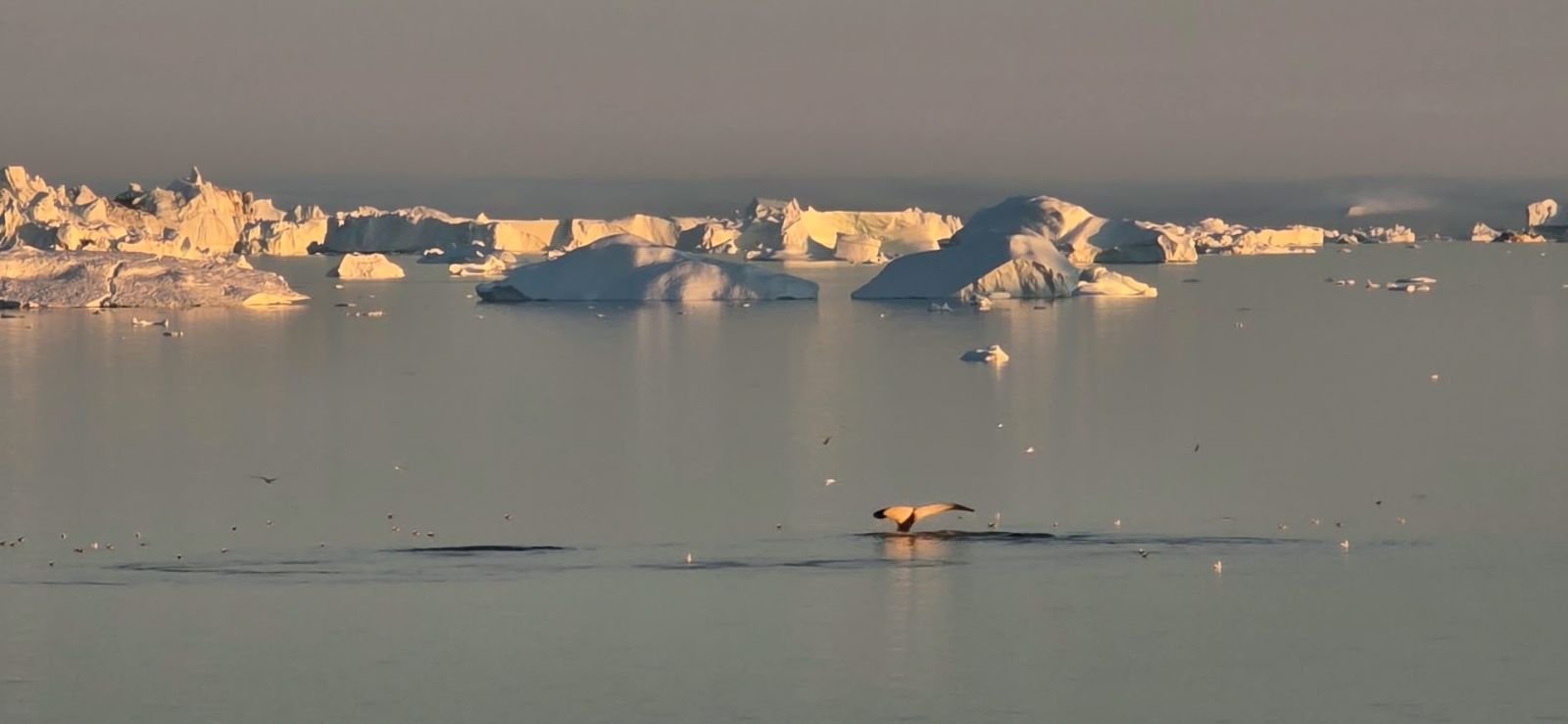 Baleine au milieu des icebergs dans la baie de Disko